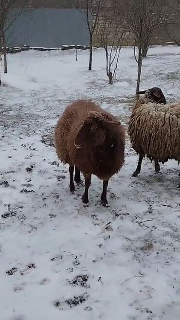 Qoyunlar, qoçlar: Dişi, Qala, il: 1, 55 kq, Damazlıq, Ünvandan götürmə