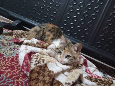 кот мальчик: Мальчик
 2 месяца 
Г.Ош