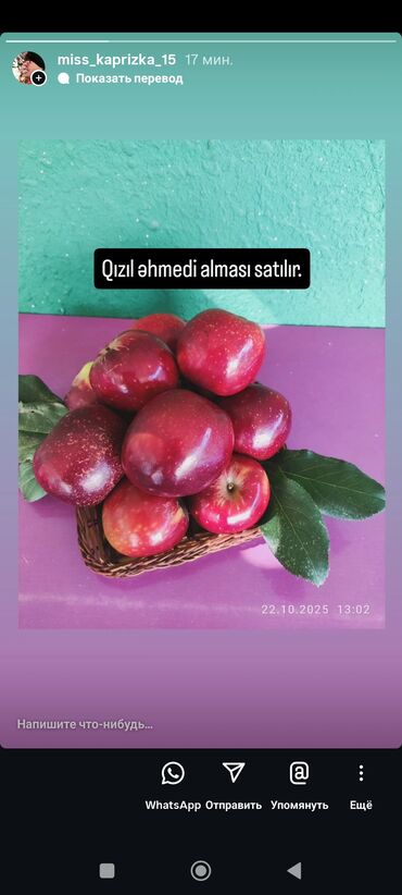 pul qutusu: Məhsul: Qızıl Əhmədi alması
