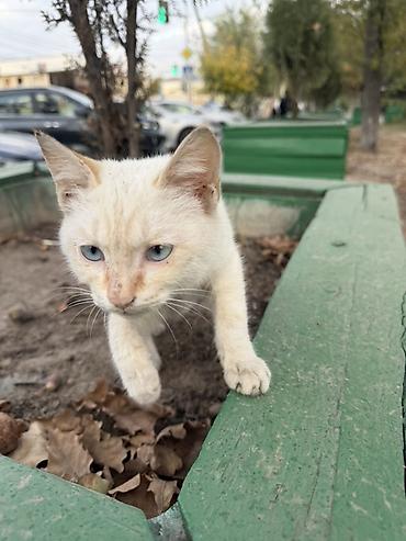 Животные: Котёнок с голубыми глазами. - Окрас: кремово-белый с лёгкими — 1