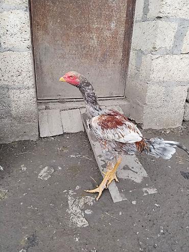 Xoruzlar: Məhsul:: 3 ədəd xoruz 2 beçə bir xoruz istəyən gəlib atasının ayağını — 3