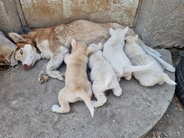 кавказская собака: Хаски, 1 месяц, Самец