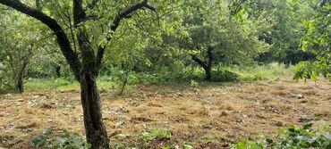 Torpaq sahələrinin satışı: Kənd təsərrüfatı — 8