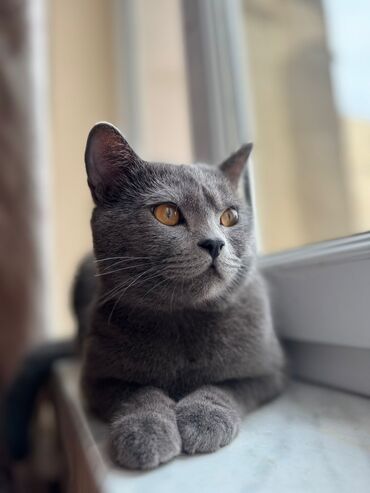 шотландский вислоухий котенок баку: Британская, В добрые руки