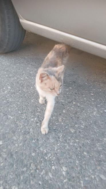 cins pişik: Dişi, Cütləşmə üçün, Ünvandan götürmə, Ödənişli çatdırılma — 3