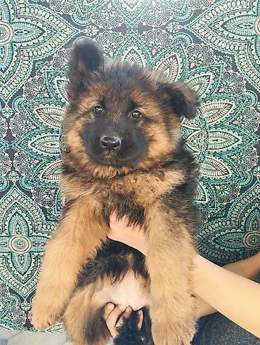 Продажа собак: Немецкая овчарка, 2 месяца, Самка at lalafo.kg — 9 Продажа собак: Немецкая овчарка, 2 месяца, Самка — 9