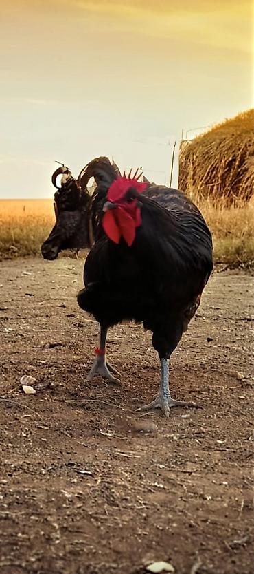 Птицы: Джерсийский гигант жумурткага жана жөжөлөргө заказ алабыз — 10