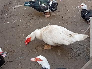 Ördəklər: 2 Erkey 10 dişi yumurtamaq üzredi CİDİ fikri olan YASİN burda ve ya — 9