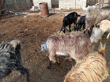 keci sanen: 2 baş hələb çəpişi 1dişi 1erkək.7 aylıqdirlar. Tam sağlam heyvanları — 4