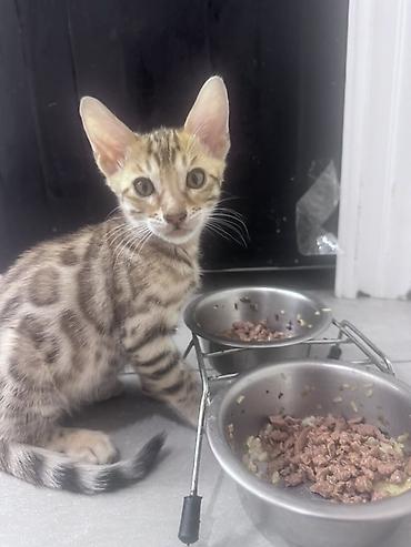 кошка шатланка: Продаем котят бенгальской породы котятам по 2 месяца глистованы — 1