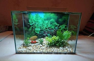 quppi baliqlari: Akvarium balıqları aksesuarlar yem tor işıq — 1