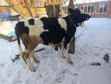 Коровы, быки: Продаю | Тёлка | Для молока | Привязанные — 3