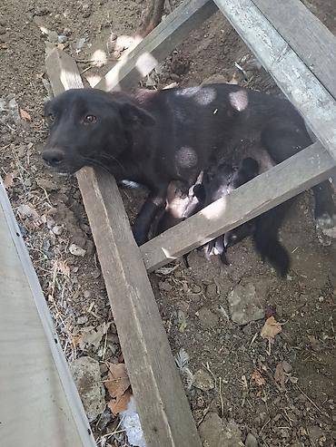 İtlər: 1 ay, Ünvandan götürmə — 5