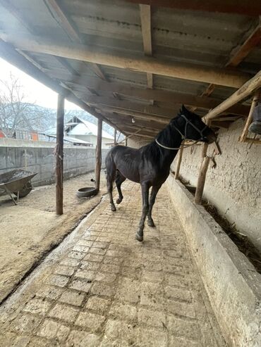 Лошади, кони: Продаю | Кобыла (самка) | Рабочий — 6