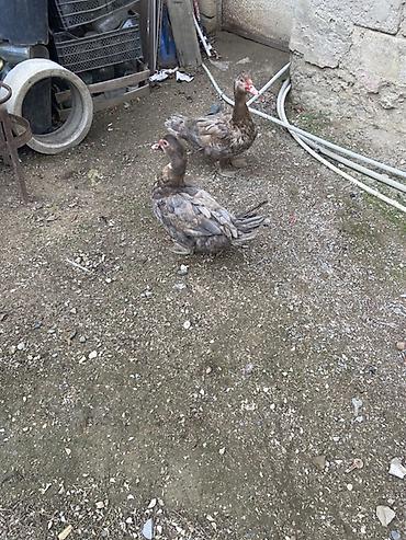 Ördəklər: Muscovy (barbariska) ördəkləri – boz-qəhvəyi rəng çalarında, qırmızı — 2