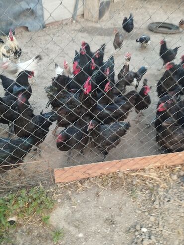 Akvariumlar: Toyuq, Australorp, Damazlıq