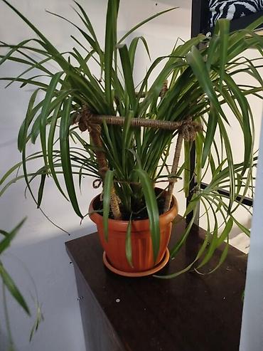 Посуточная аренда комнат: 2 м², С мебелью — 8