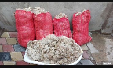 Pəncərələr: Məhsul: Yunun xammalı (qoyun yunu) Kilosu 3 Manat Təsvir: - Təbii