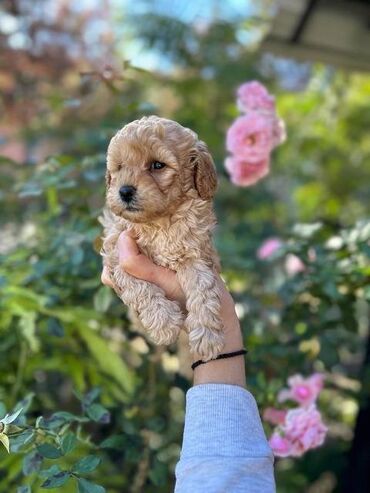 Psi: Pudle vrhinskog kvaliteta i genetike odgaivacnica registrovana u FCI — 6