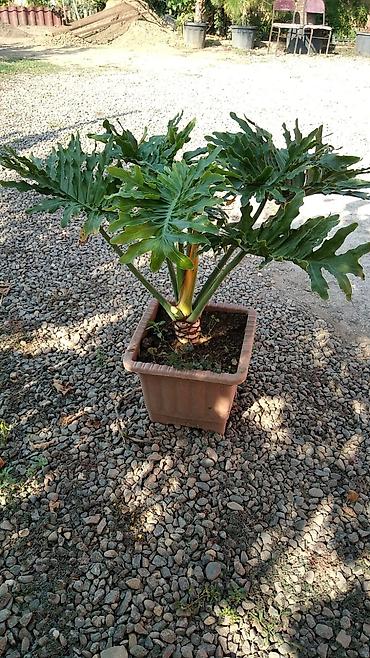 Filodendron Selloum (Philodendron bipinnatifidum) – böyük dekorativ