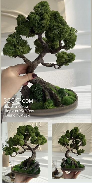 Декоративные цветы: В переводе с японского Бонсай означает «дерево, выращенное в блюде» — 48