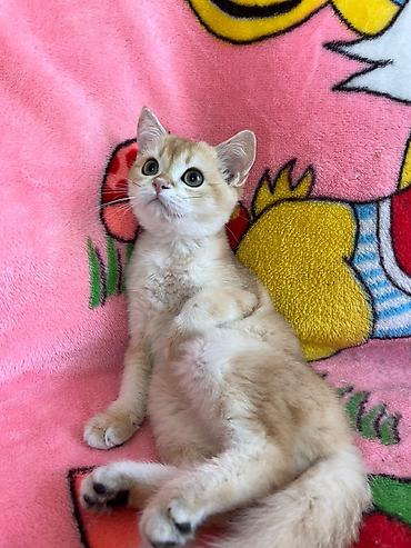 Продажа кошек: Котёнок домашний, короткошёрстный, окраса золотая шиншилла британец — 2