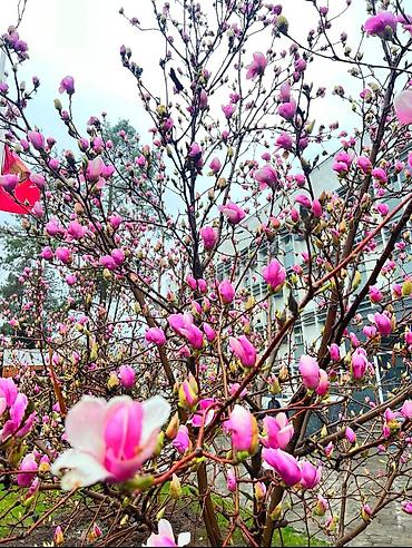 Магнолия: Магнолия - суланжа GENIE Магнолия с закрытой корневой системой — 14