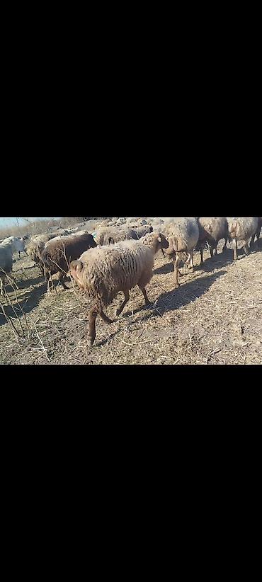 Qoyunlar, qoçlar: Dişi, il: 1, 50 kq, Damazlıq, Ünvandan götürmə -da lalafo.az — 8 Qoyunlar, qoçlar: Dişi, il: 1, 50 kq, Damazlıq, Ünvandan götürmə — 8