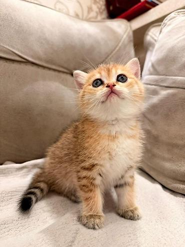 Pişiklər: Britan — 3