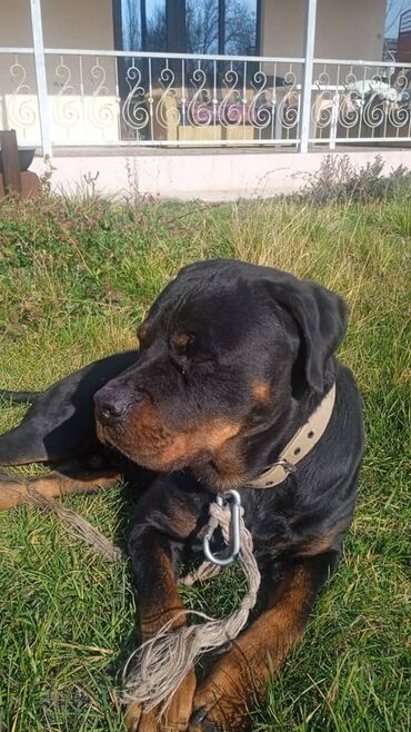алабай на продажу: Ротвейлер, 1 жаш, Эркек, Эмделген, Ит тегин тастыктоочу документ lalafo.kg да алабай на продажу: Ротвейлер, 1 жаш, Эркек, Эмделген, Ит тегин тастыктоочу документ