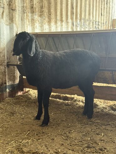 Бараны, овцы: Продаю | Овца (самка) | Для разведения — 9