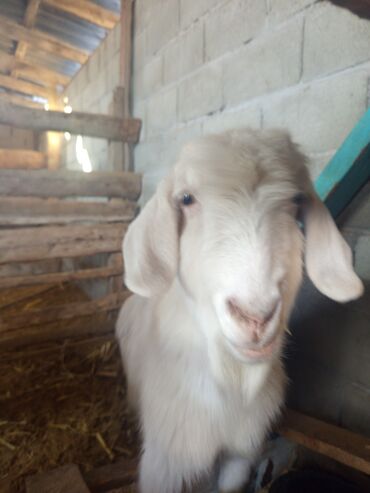 Козы, козлы: Продаю | Коза (самка) | Для разведения — 4