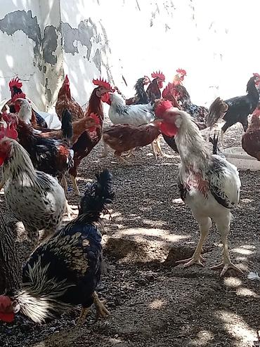 heyvanlarin satisi: Xoruz, il: >5 Pulsuz çatdırılma — 2