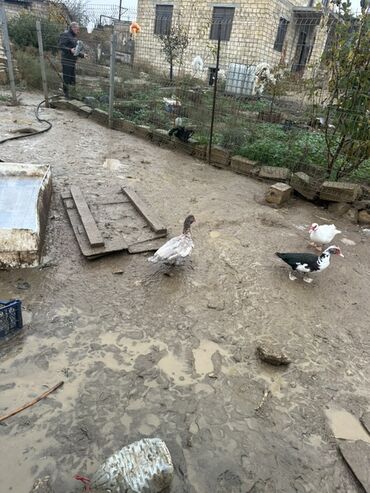 Ördəklər: Dişi, | Lal ördək, Damazlıq — 7