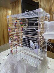 купить клетку для декоративного кролика бу: Продаем попугаев с клеткой. Причина продажи, появился кот