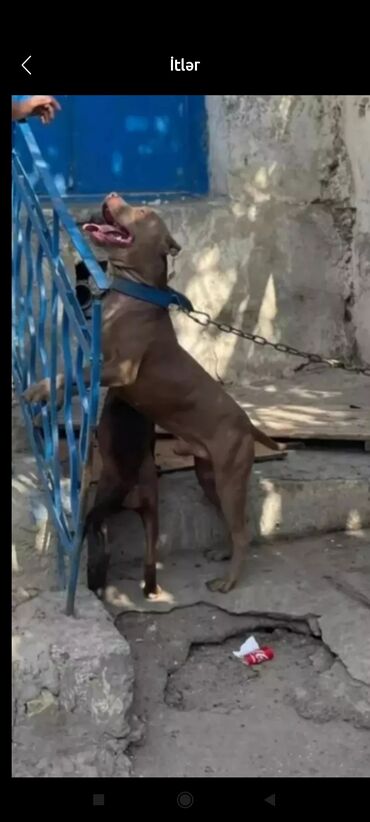 zvanoq itleri: Pitbul, 1 il, Erkek, Cütləşmə üçün