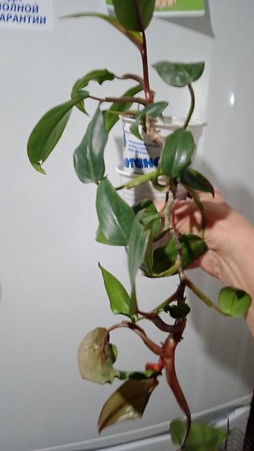 Хойи: Коллекционные хоии (Hoya) – несколько разновидностей в горшках и — 13