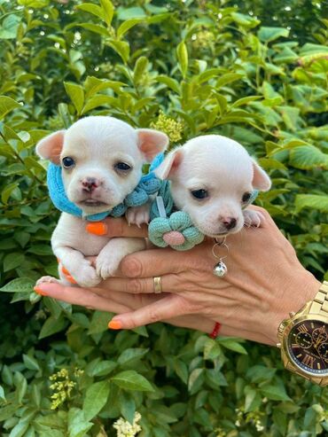 mali psi na poklon миријево, београд: Odgajivacnica pasa "Happy Puppies" ima u ponudi prelepe bele stence