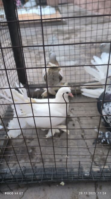 Птицы: Игровые летные цена договарная - Породы: белые павлины (характерные — 2