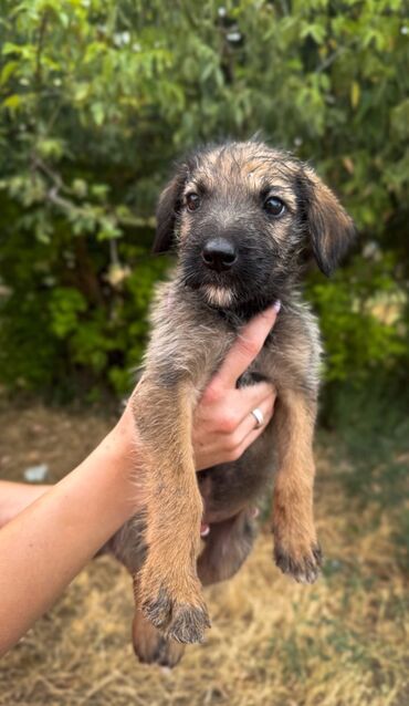 собака в добрые руки: 🐕Чудесная девочка Зайка🐕 Ищет добрую и хорошую семью. Ей около 2-3