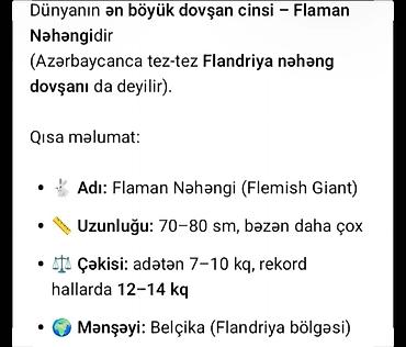 avcarka balası: Salam təmiz qan ətlik Flandr (Flemish Giant) Balaları satılır 20 — 2