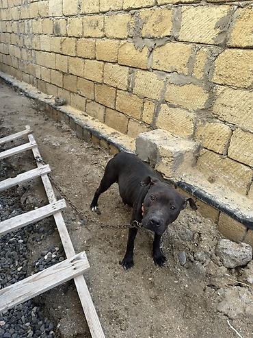 İtlər: Pitbul, 1 il, Dişi, Peyvəndli — 10