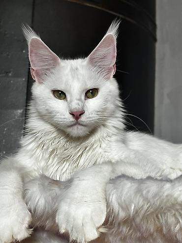 black cat: Мейн-кун, 1 месяц, Мальчик, Белый, Приучена к лотку, Проглистована, С документами — 5