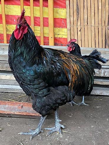 Куры, петухи: Продаю | Петух | Для разведения at lalafo.kg — 11 Куры, петухи: Продаю | Петух | Для разведения — 11