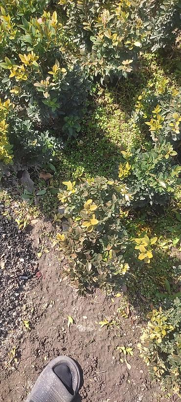 Другие декоративные деревья: Самшит — 9