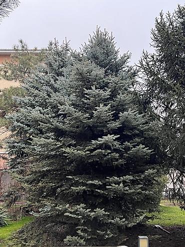 Ель: Высота 3-7 метров — 2