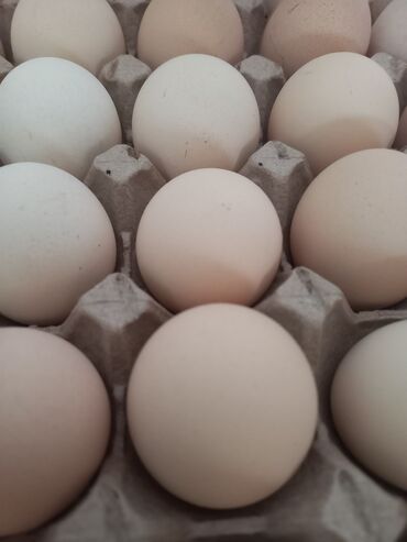 япон петух: Продаю | Инкубационные яйца | Домашняя | Для разведения, Несушки