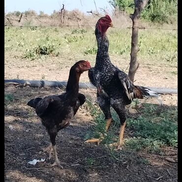 hinduşka yumurtası satışı: Toyuq, Damazlıq