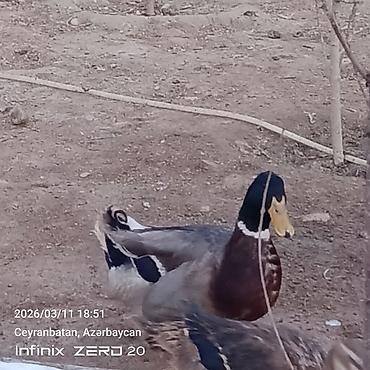 Ördəklər: Satılır hamsı bir yerdə — 7