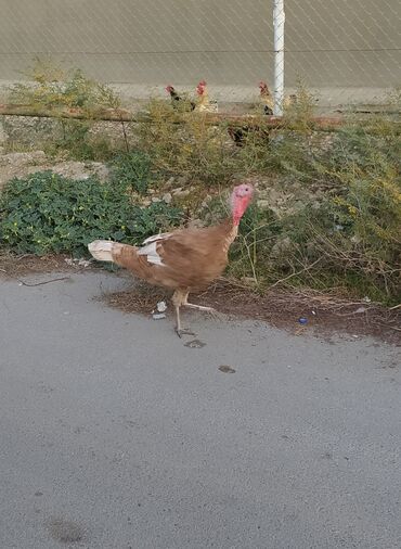 cins ineklerin satisi: Erkək, Damazlıq
